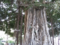 24 Banyan tree at Waikiki Beach